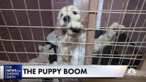 Everyone wants a goldendoodle