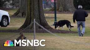 Presidential Pups Champ And Major Join Bidens At The White House | The 11th Hour | MSNBC