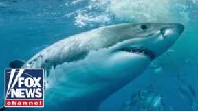 Experts push to change perception on sharks, dangers associated