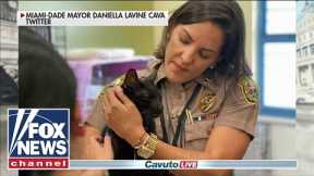 Missing cat from condo collapse found alive wandering the wreckage