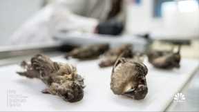 Mysterious illness is killing birds in some parts of the U.S.