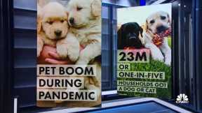Pandemic pets exhibit alarming stress levels as owners return to work
