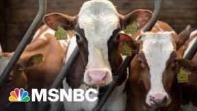 New Facet Of Covid Crisis: Misguided People Taking Ivermectin Anti-Parasite Animal Drug