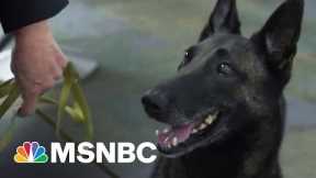 These Dogs Are Trained To Detect Covid Infection At Miami Airport