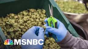 Can An Edible Help You Lose Weight? How Science In Marijuana Lags Behind Claims
