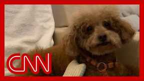 Why people are putting their pets on private planes out of Hong Kong