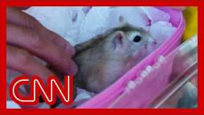 Pet owners surrender hamsters after cull order over Covid fears