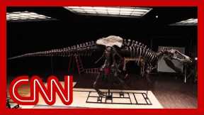 'Stan' the dinosaur has a new home in Abu Dhabi