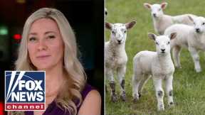 Michigan city allowing backyard animal sacrifice