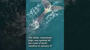 Whale travels 800 miles entangled in fishing gear