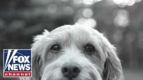 Would you give up your pooch if pet food was too pricey? Americans weigh in