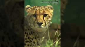 See adorable cheetah cubs born in India for the first time in 70 years