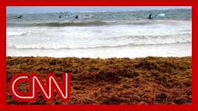 A giant blob of seaweed is headed to Florida. Here’s why it's not like a red tide