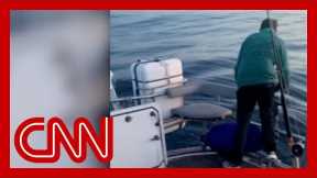 Killer whales are sinking boats off the coast of Spain. Expert has theory why