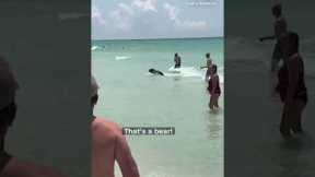 Bear emerges from ocean