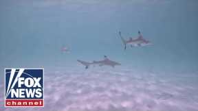 Should we fear the shark? | Will Cain Podcast
