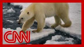 Study warns Artic could be sea ice-free by the 2030s