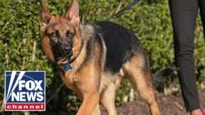 Who is to blame for Biden's rebellious dog?