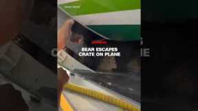 Bear escapes crate on plane