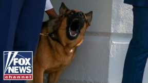 Where is Biden's dog Commander right now?