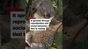 Koalas get first chlamydia vaccine