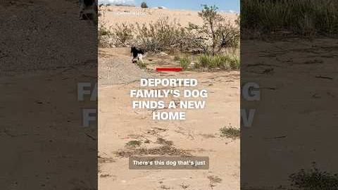 Deported family's dog finds a new home