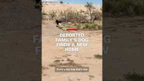 Deported family's dog finds a new home