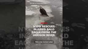 NYPD rescues injured bald eagle from the Hudson River