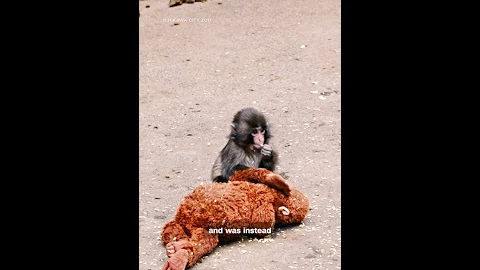 Why we all love Punch the monkey